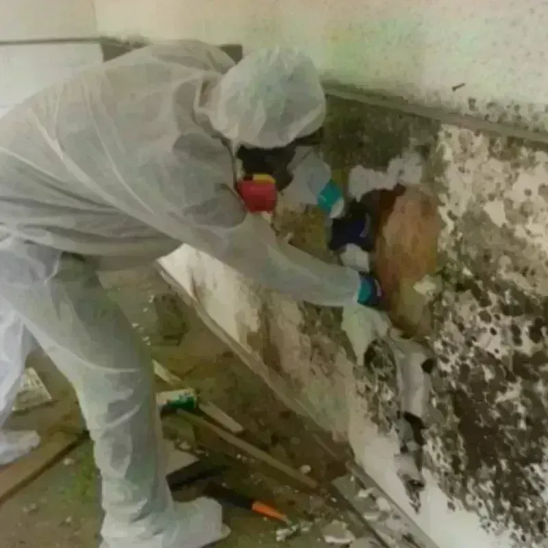 Mold Remediation and Removal in Manchester, OH